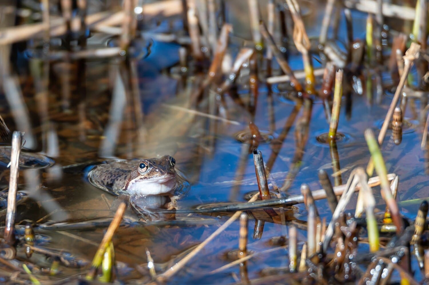 Fishing Dorcheat Bayou in Webster Parish — What to Expect and Where to Start
