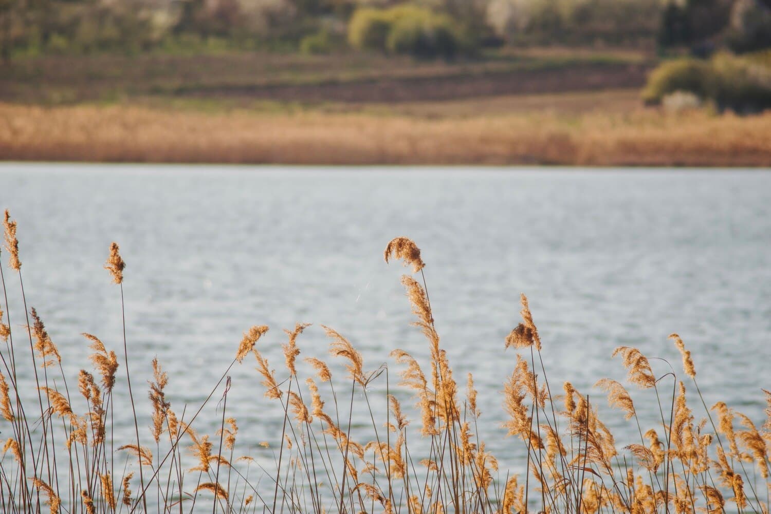 Long Lake in Otter Tail County: Walleye and Pike in a Shallow, Weedy System