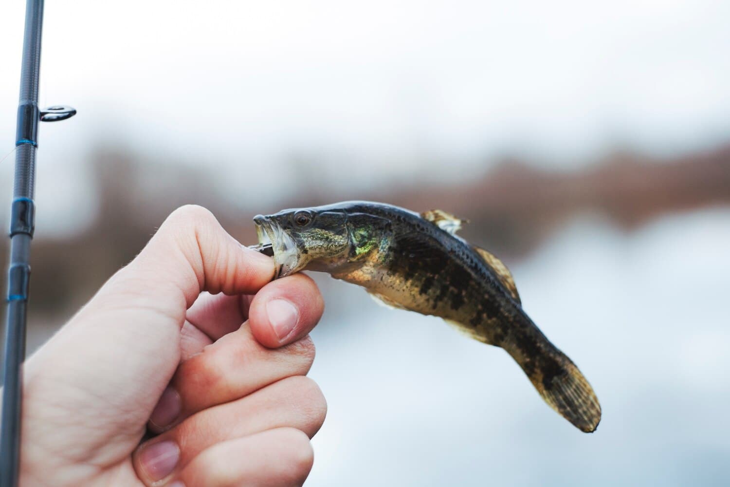 Fishing Live Oak Lake Near San Antonio — What to Expect and How to Get There