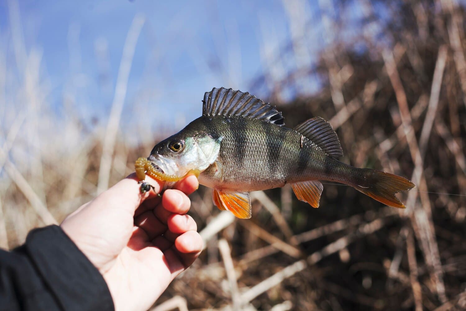 Kickapoo Creek Near Onalaska — Smallmouth and Catfish in Hill Country Limestone