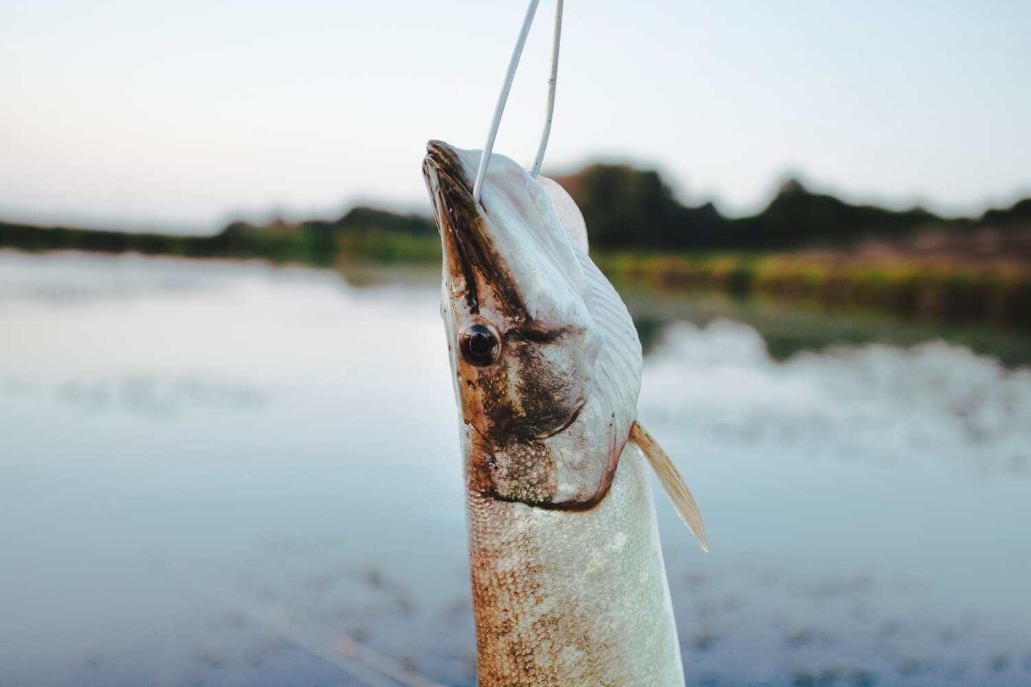 Fishing the Cooper River: Saltwater and Freshwater Patterns Around Charleston