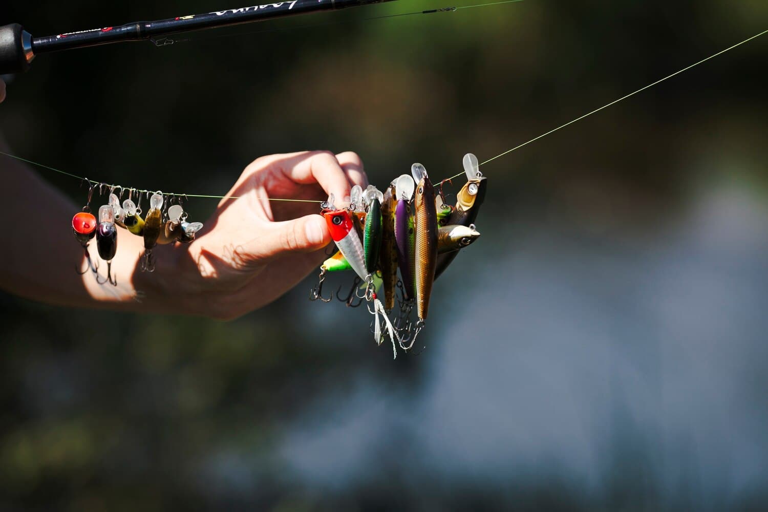 Eel River Fishing Guide — Eels, Catfish, and Seasonal Runs in Southeast Massachusetts