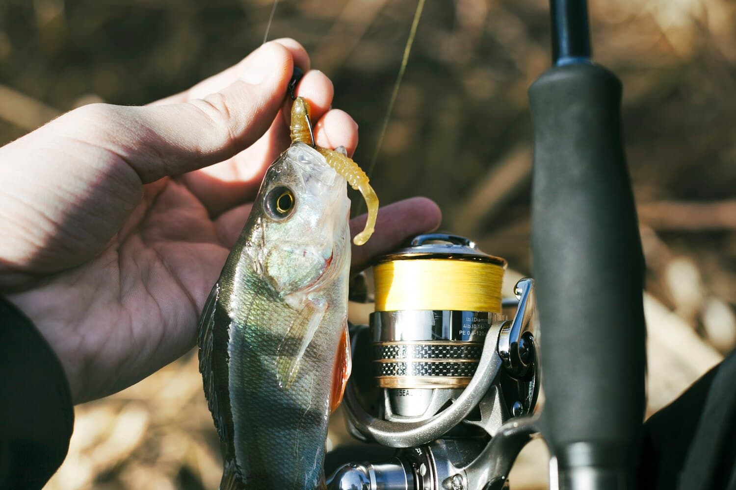Town Cove, Orleans — A Protected Saltwater Fishery for Stripers and Flounder
