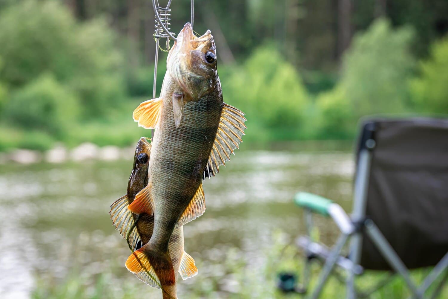 Gull Lake: A Walleye and Pike Destination Near Brainerd
