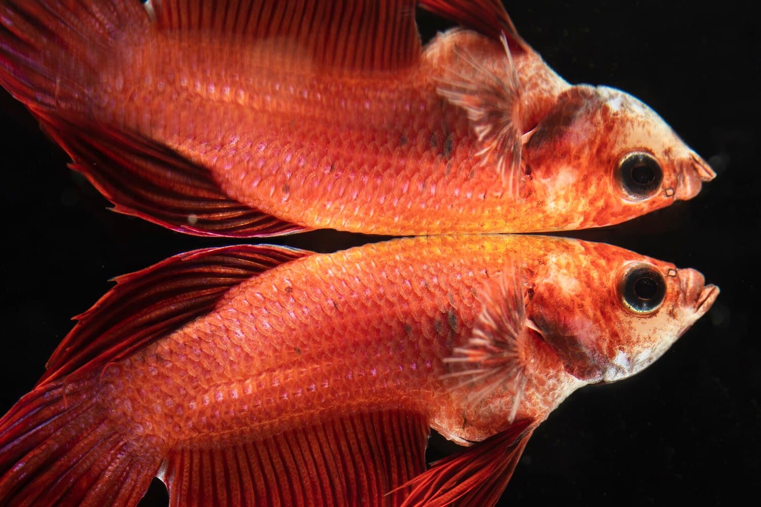 Fishing Bayou Liberty: Redfish, Trout, and Shallow-Water Tactics in St. Tammany Parish