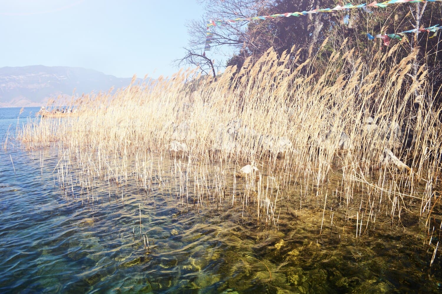 Cedar Lake, Minnesota — Walleye and Northern Pike in a Shallow, Weedy System