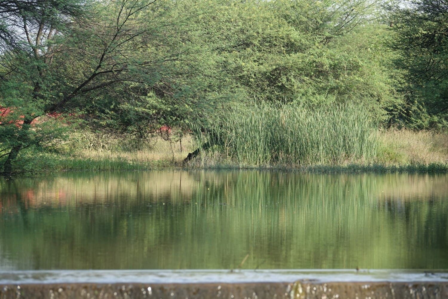 Eel Pond in Bourne — A Shallow Pond for Bass and Panfish Year-Round