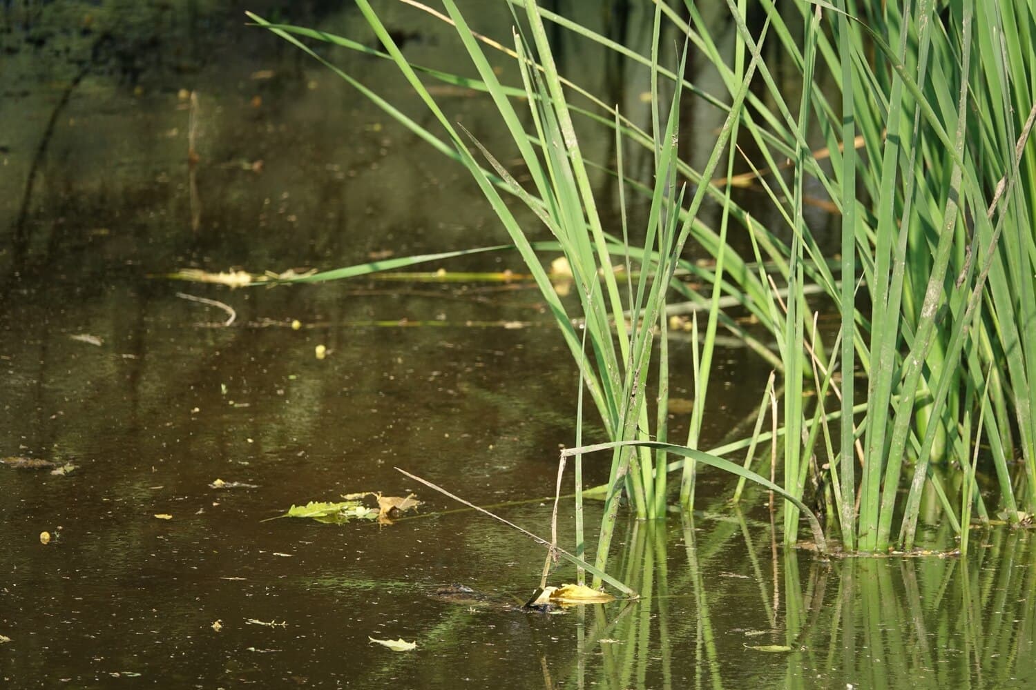 Long Lake in Aitkin County — Walleye and Pike in a Shallow, Weedy System