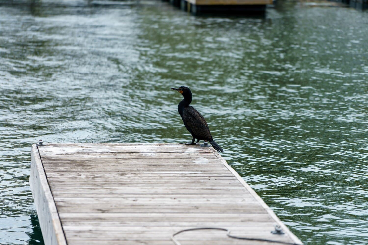 Merrymount Park in Quincy — Saltwater Access and Seasonal Fishing
