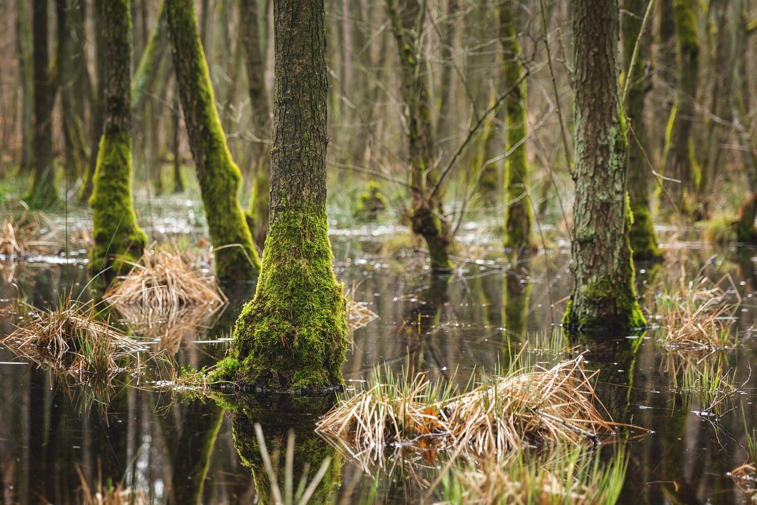 Fishing Cheniere Lake in Union Parish — What to Expect and How to Get There