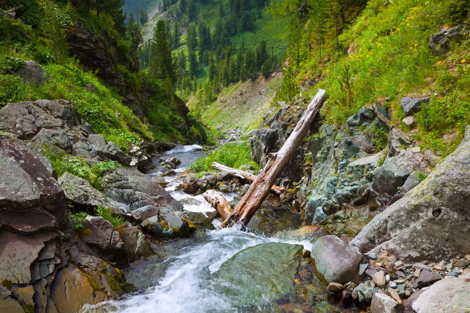Fishing Valle Vidal: High-Country Streams and Mountain Lakes Near Taos