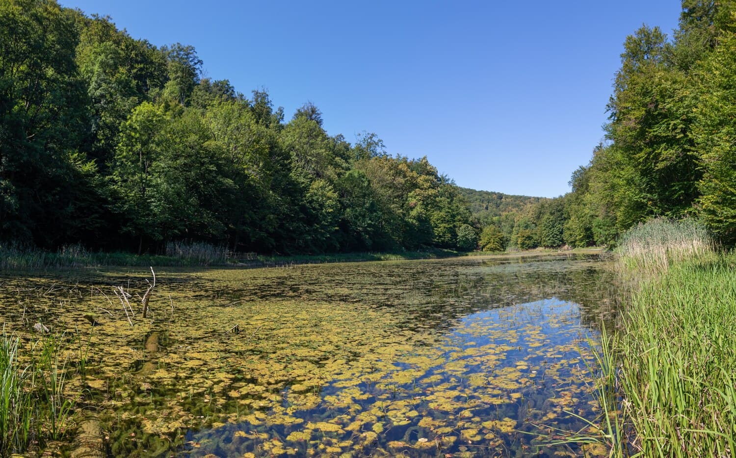 Broadway Lake Near Anderson — Smallmouth and Largemouth in a Shallow, Weedy Pond