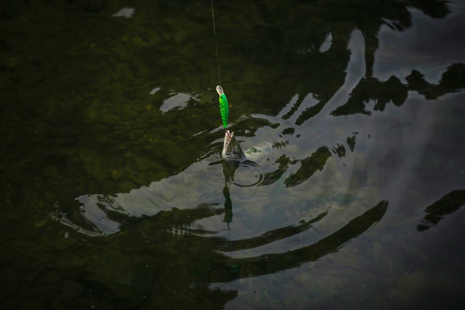 Grassy Point: A Shallow-Water Walleye and Pike Fishery Near Duluth