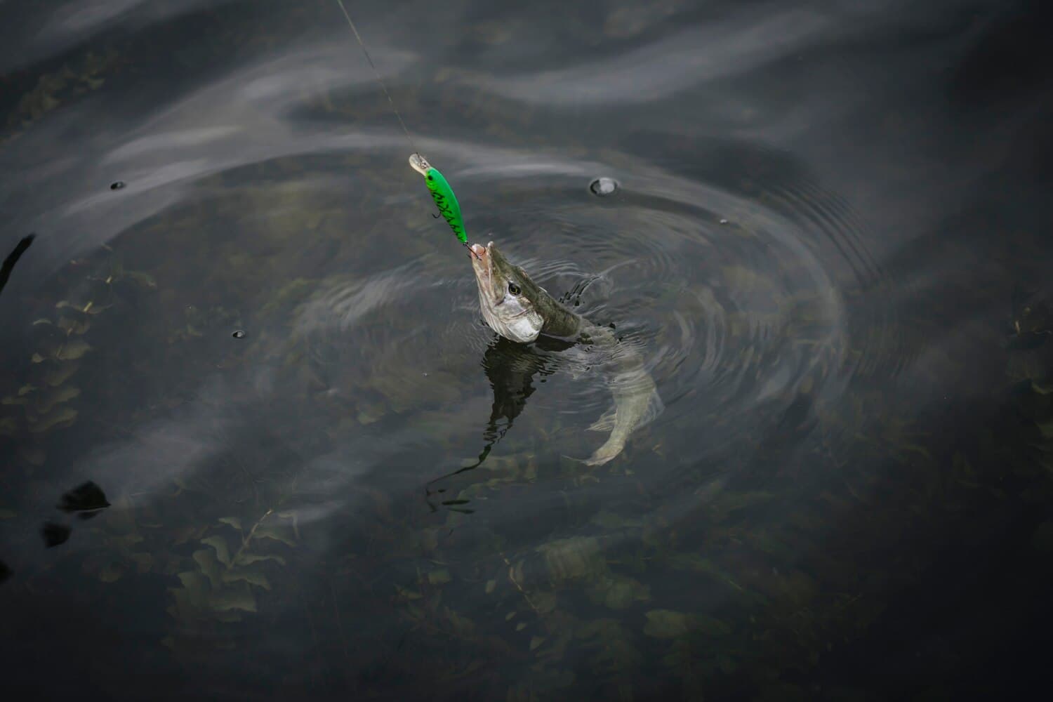 Garden Lake Near Ely — Walleye and Northern Pike in a Shallow, Weedy System