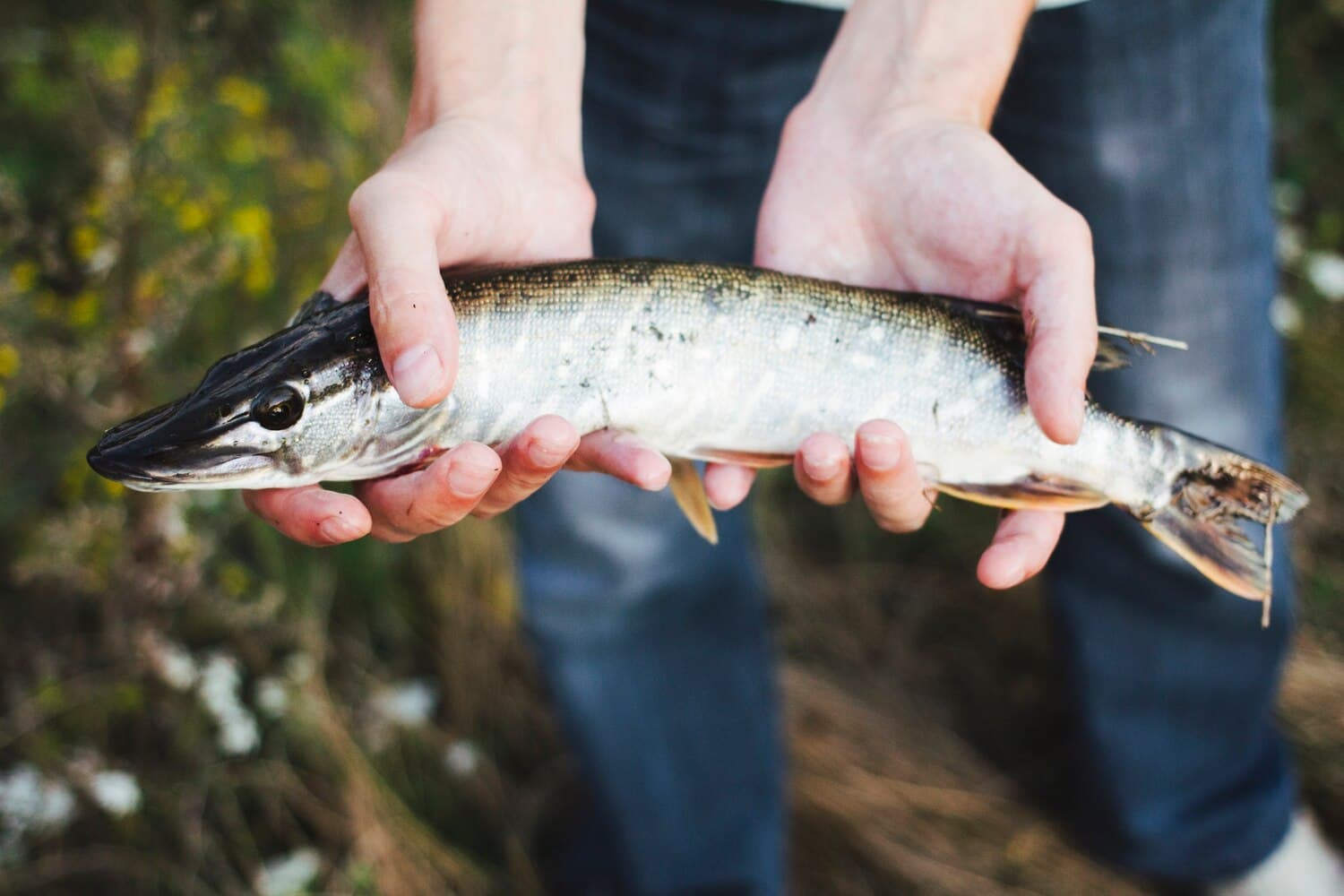 Fish Creek Near Steamboat Springs — Cutthroat and Brown Trout in Mountain Water