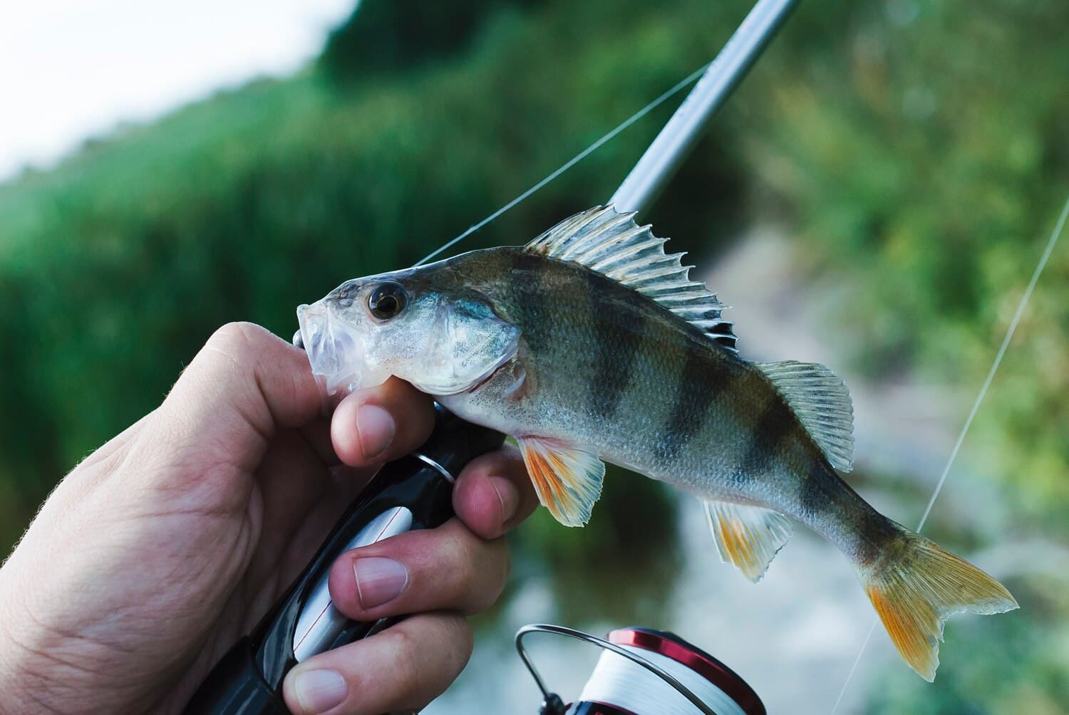 Fishing Cross Lake in Caddo Parish: What You Need to Know