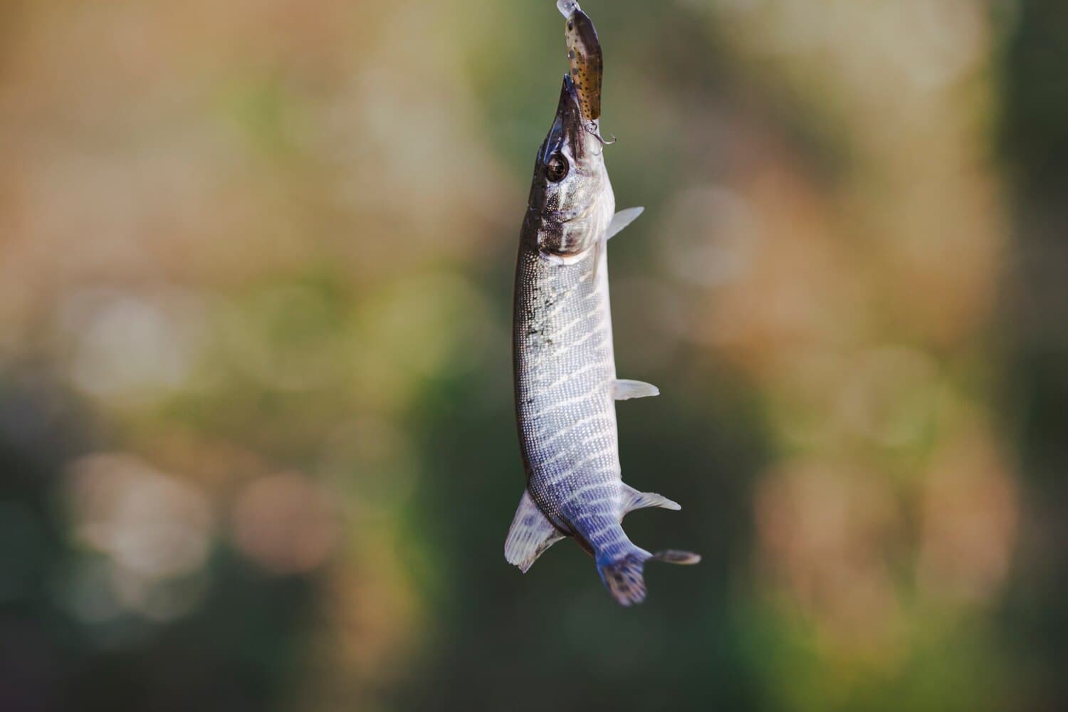 Fishing Lake St. John — Catfish, Crappie, and Seasonal Patterns in Concordia Parish