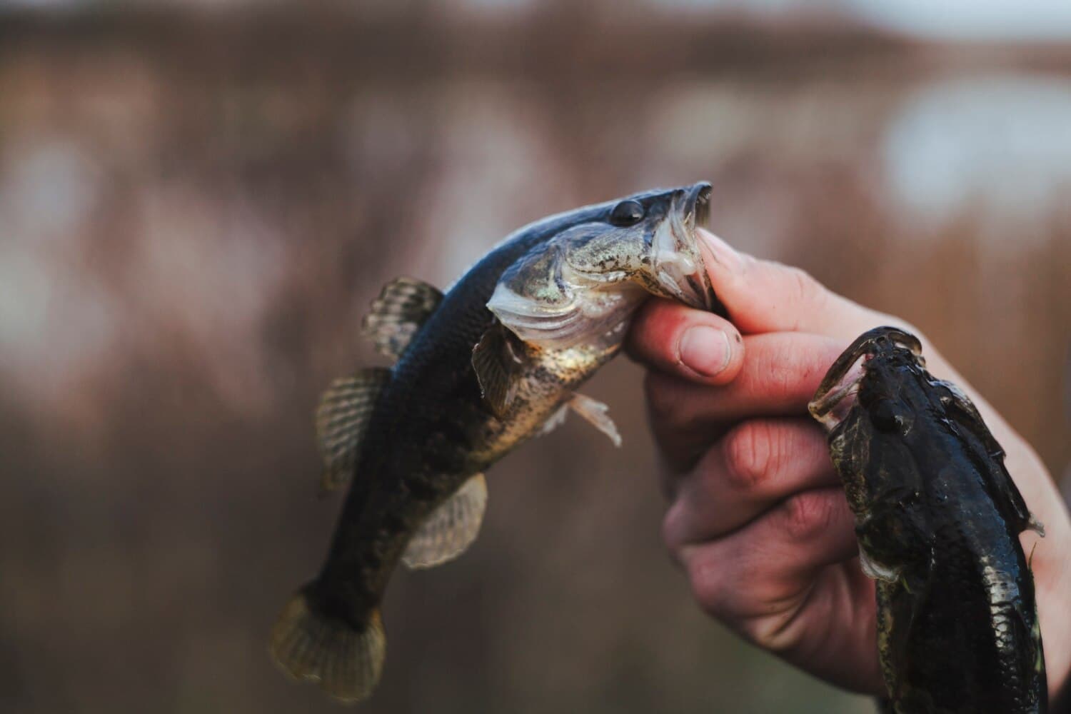 Trout Lake in Northern Minnesota: Cold, Deep, and Built for Walleye