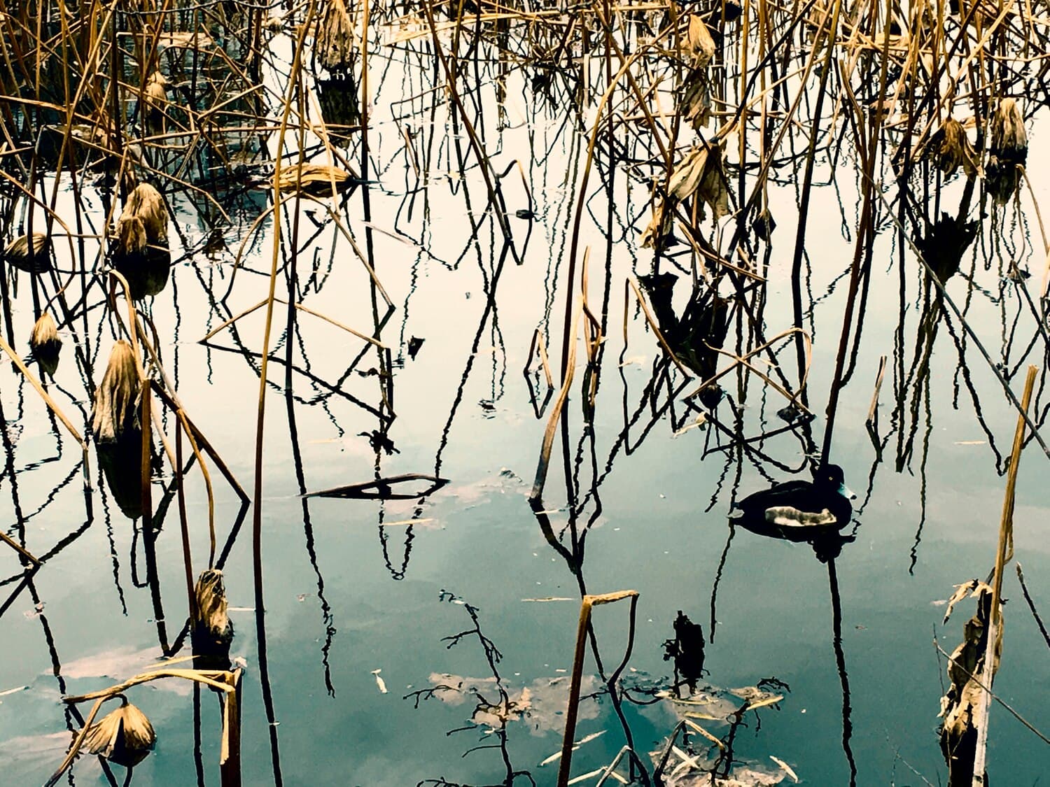 Fishing Bayou Teche: A Slow-Water Guide to South Louisiana's Best Redfish and Catfish