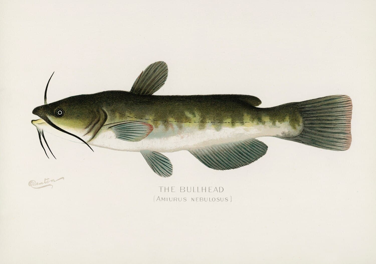 Boy Lake, Minnesota — Walleye and Northern Pike in a Quiet Boundary Waters Gateway