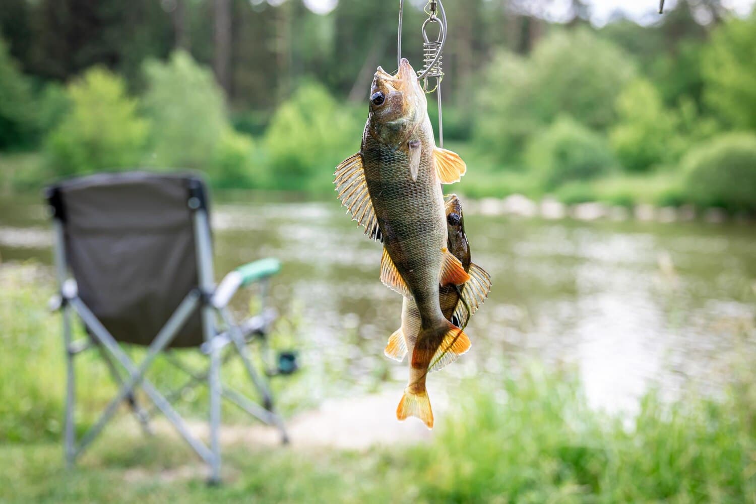 Fishing the Guadalupe River: What to Know Before You Go
