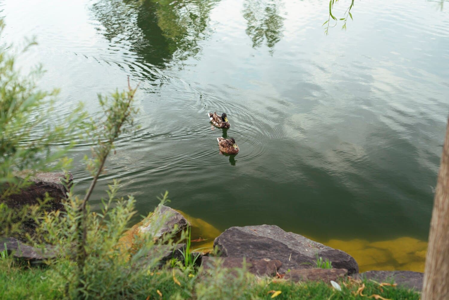 Fishing the Yampa River Near Steamboat Springs