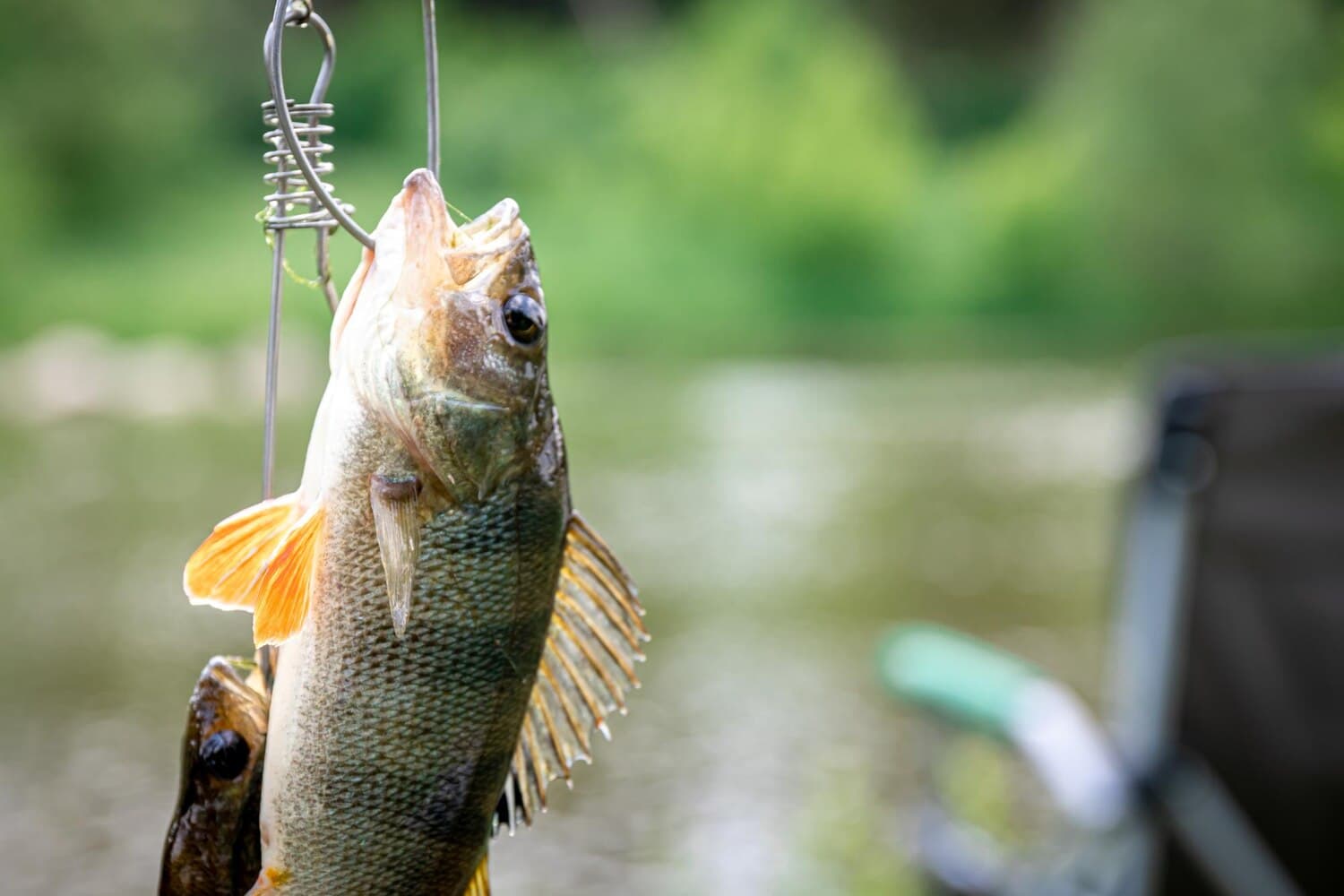 Fishing Lake Tyler: Largemouth Bass, Catfish, and Crappie in East Texas