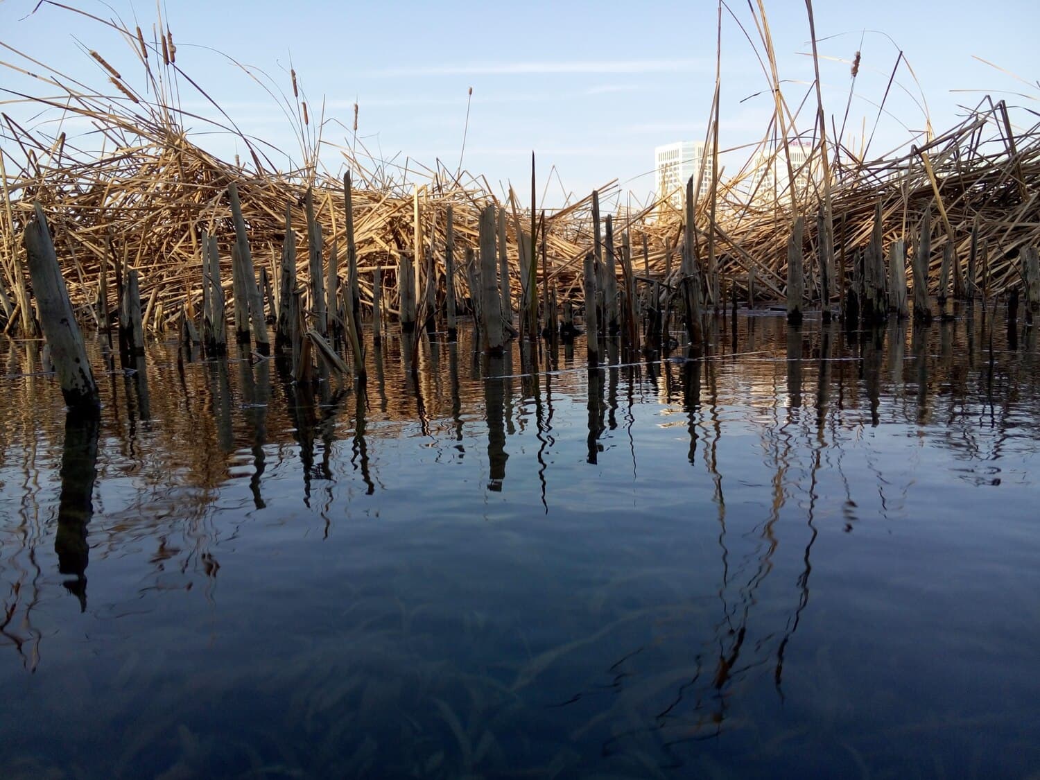 Flax Pond in Brewster: A Shallow Saltwater Pond for Stripers and Flounder